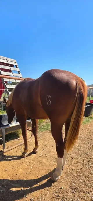 Chestnut Quarter Horse Colt, 1 Year Old Chestnut Quarter Horse Colt for Sale in Ardmore, OK, photo 4 of 5