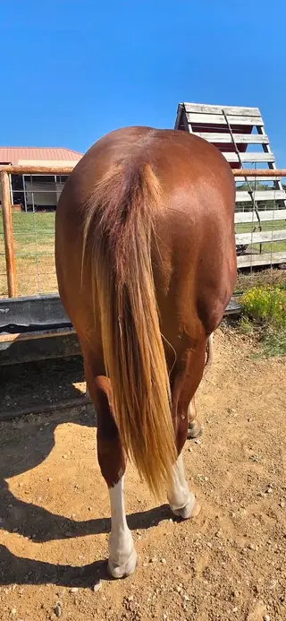 Chestnut Quarter Horse Colt, 1 Year Old Chestnut Quarter Horse Colt for Sale in Ardmore, OK, photo 5 of 5
