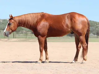 Hendrix, 4 Year Old Sorrel Quarter Horse Gelding for Sale in Dewey, AZ