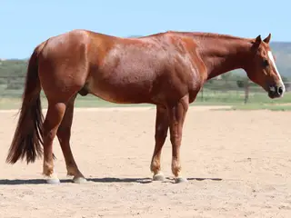 Hendrix, 4 Year Old Sorrel Quarter Horse Gelding for Sale in Dewey, AZ, photo 5 of 5