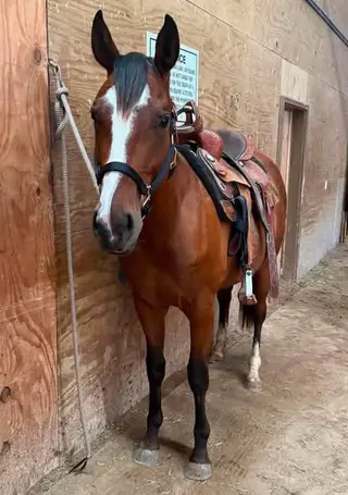 Smart Dash Cat (Strait)