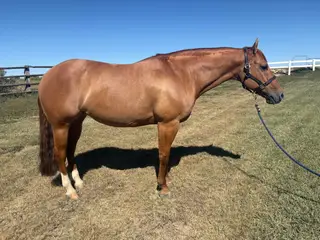 My Guns A Magnum (Ruby), 9 Year Old Red Dun Quarter Horse Mare for Sale in Eaton, CO