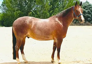 Call Me Irresponsibl (Homer), 5 Year Old Red Roan Quarter Horse Gelding for Sale