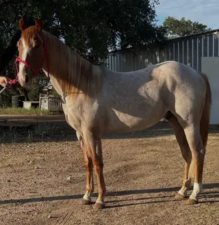 Hannah Smokin Gun (Rover), 2 Year Old Red Roan Quarter Horse Gelding for Sale in Brady, TX, photo 2 of 5