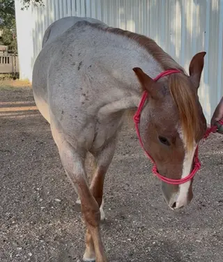Hannah Smokin Gun (Rover), 2 Year Old Red Roan Quarter Horse Gelding for Sale in Brady, TX, photo 3 of 5