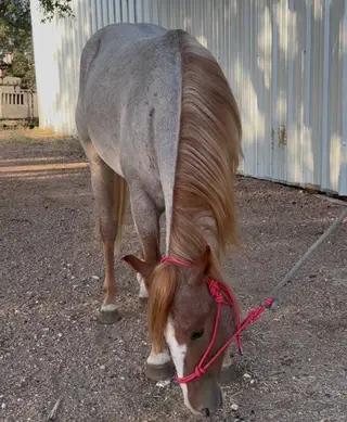 Hannah Smokin Gun (Rover), 2 Year Old Red Roan Quarter Horse Gelding for Sale in Brady, TX, photo 4 of 5
