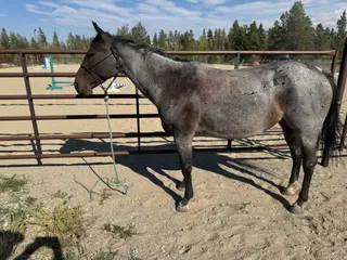 Rayna, 6 Year Old Bay Roan Quarter Horse Mare for Sale in Fairplay, CO