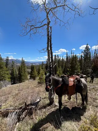 Rayna, 6 Year Old Bay Roan Quarter Horse Mare for Sale in Fairplay, CO, photo 2 of 4