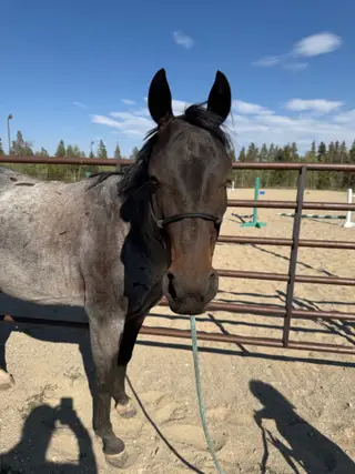 Rayna, 6 Year Old Bay Roan Quarter Horse Mare for Sale in Fairplay, CO, photo 4 of 4
