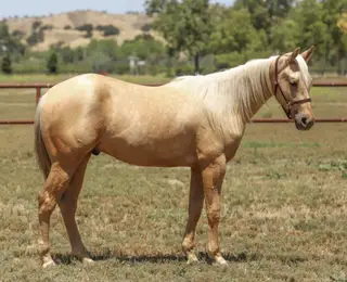 GW One Love (Guero), 2 Year Old Palomino Quarter Horse Gelding for Sale in Paso Robles, CA