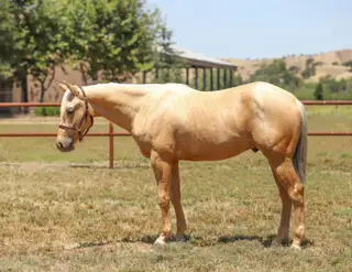 GW One Love (Guero), 2 Year Old Palomino Quarter Horse Gelding for Sale in Paso Robles, CA, photo 2 of 4