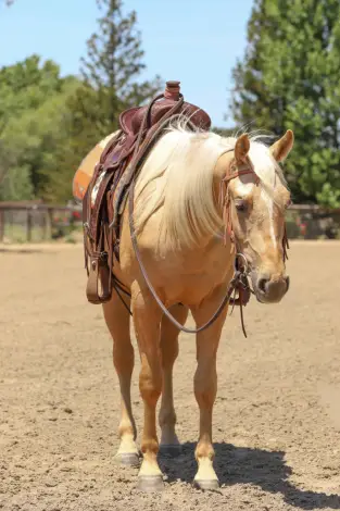GW One Love (Guero), 2 Year Old Palomino Quarter Horse Gelding for Sale in Paso Robles, CA, photo 3 of 4