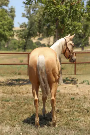 GW One Love (Guero), 2 Year Old Palomino Quarter Horse Gelding for Sale in Paso Robles, CA, photo 4 of 4