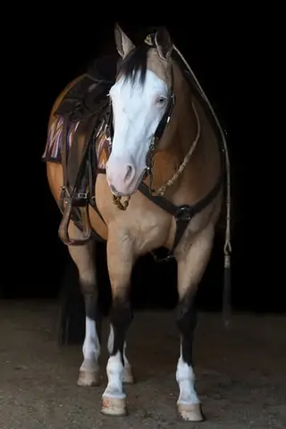 GVG Double Dunitwhiz (Sushi), 10 Year Old Buckskin Quarter Horse Mare for Sale