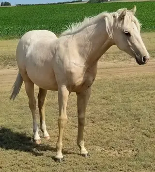 HP Ima Dashn Playgun, 1 Year Old Palomino Quarter Horse Filly for Sale in Flagler, CO, photo 2 of 4