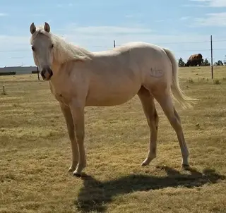 HP Ima Dashn Playgun, 1 Year Old Palomino Quarter Horse Filly for Sale in Flagler, CO, photo 3 of 4