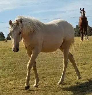 HP Ima Dashn Playgun, 1 Year Old Palomino Quarter Horse Filly for Sale in Flagler, CO, photo 4 of 4