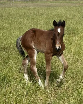 Filly by Once In A Blu Boon