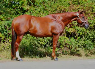 Colonel, 16 Year Old Chestnut Quarter Horse Gelding for Sale in Anderson, CA