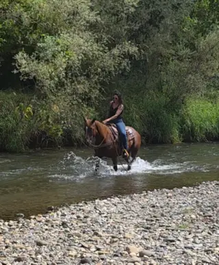 Colonel, 16 Year Old Chestnut Quarter Horse Gelding for Sale in Anderson, CA, photo 2 of 4