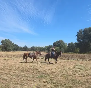Colonel, 16 Year Old Chestnut Quarter Horse Gelding for Sale in Anderson, CA, photo 3 of 4