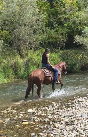 Colonel, 16 Year Old Chestnut Quarter Horse Gelding for Sale in Anderson, CA, photo 4 of 4