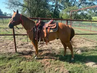 GB Poco Judge (Banjo)