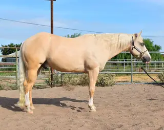 Ima Diamond Dunnit (Prince), 6 Year Old Palomino Quarter Horse Gelding for Sale in Oakdale, CA, photo 2 of 4
