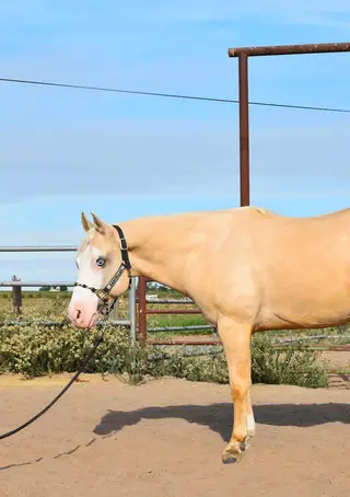 Ima Diamond Dunnit (Prince), 6 Year Old Palomino Quarter Horse Gelding for Sale in Oakdale, CA, photo 3 of 4
