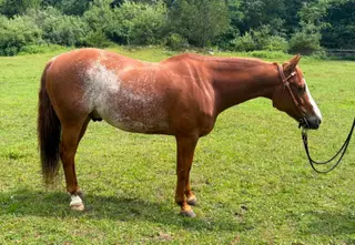 Talkin About Smart (Peanut), 9 Year Old Sorrel Quarter Horse Gelding for Sale in Hardwick, NJ, photo 2 of 4