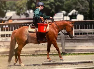 Talkin About Smart (Peanut), 9 Year Old Sorrel Quarter Horse Gelding for Sale in Hardwick, NJ, photo 3 of 4