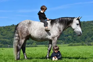 Lil Man, 4 Year Old Pony Gelding for Sale in Rebersburg, PA