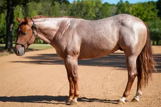 Crimson Heist (Six), 2 Year Old Red Roan Quarter Horse Stallion for Sale in AR, photo 2 of 2