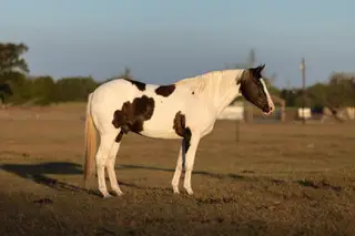 Split, 9 Year Old Paint Gelding for Sale in Canton, TX