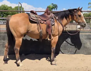 Buckskin Quarter Horse Gelding