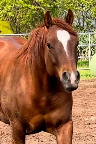 Gunner Be Wimpy, 5 Year Old Sorrel Quarter Horse Gelding for Sale in CA