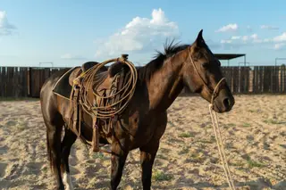 Tres Guns, 3 Year Old Black Quarter Horse Gelding for Sale in Lindale, TX