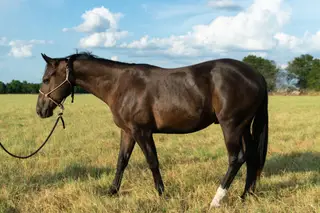 Tres Guns, 3 Year Old Black Quarter Horse Gelding for Sale in Lindale, TX, photo 2 of 2