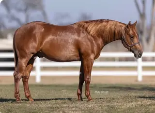 Spook, 2 Year Old Sorrel Quarter Horse Gelding for Sale in Whitesboro, TX