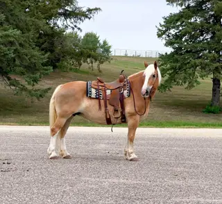 Dolly, 12 Year Old Palomino Haflinger Mare for Sale in Cannon Falls, MN