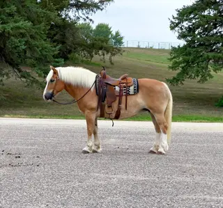 Dolly, 12 Year Old Palomino Haflinger Mare for Sale in Cannon Falls, MN, photo 2 of 5