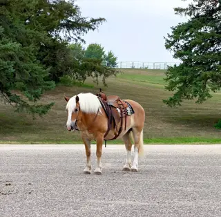 Dolly, 12 Year Old Palomino Haflinger Mare for Sale in Cannon Falls, MN, photo 3 of 5