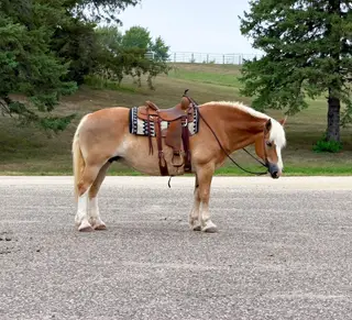 Dolly, 12 Year Old Palomino Haflinger Mare for Sale in Cannon Falls, MN, photo 4 of 5