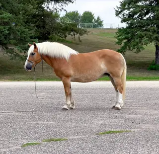 Dolly, 12 Year Old Palomino Haflinger Mare for Sale in Cannon Falls, MN, photo 5 of 5