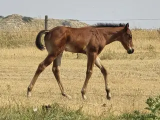 Special, Foal Bay Quarter Horse Colt for Sale in Hebron, ND
