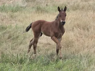 Special, Foal Bay Quarter Horse Colt for Sale in Hebron, ND, photo 2 of 5
