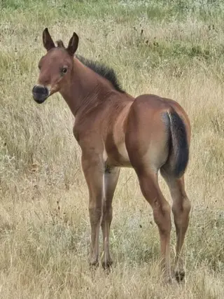 Special, Foal Bay Quarter Horse Colt for Sale in Hebron, ND, photo 3 of 5