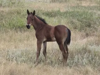 Special, Foal Bay Quarter Horse Colt for Sale in Hebron, ND, photo 4 of 5