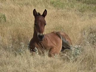 Special, Foal Bay Quarter Horse Colt for Sale in Hebron, ND, photo 5 of 5