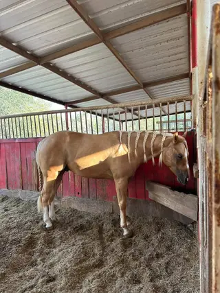 Stallion by Shininspin Starlight, 3 Year Old Palomino Quarter Horse Stallion for Sale in Floresville, TX
